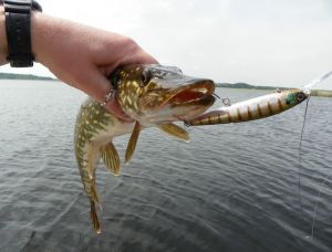 ever-green-faith7t_thm