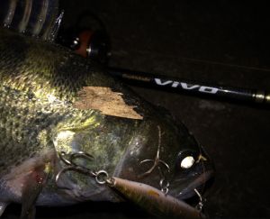 ever-green-faithz9_thm