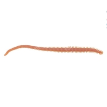 GULP! ALIVE! SANDWORM NATURAL 6&quot;/ 15CM 14 ST.