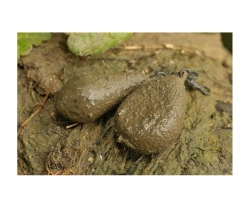 Грузило Korda Textured Flat Pear Swivel 3oz 84г 
