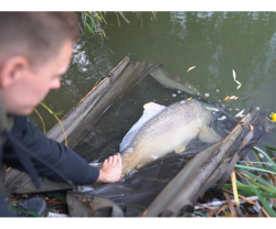 Сумка для взвешивания Avid Carp Recovery Sling XL 