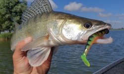 Штучна приманка Rage Ultra UV Zander Pro Shads Mixed Color Pack 7,5cm x 5 7,5cm 5шт 