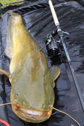 Фідерне вудлище Shimano Speedcast Feeder 14,6ft 442cm 180g 1шт 