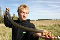 Кобра Korda Eazi Stik 20mm 1шт