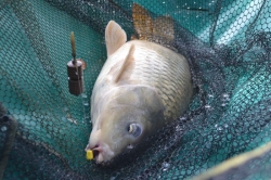 Сердечник для шаров Wolf Method Feeder Lead System Green 2шт
