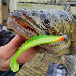 Искусственная приманка Rage Ultra UV Zander Pro Shads Mixed Colour Pack 10cm x 5 10cm 5шт
