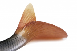 Силиконовая приманка Rage Ultra-Realistic Roach Replicant 10cm 18g Size 8 1шт