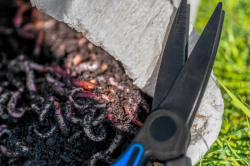 Ножницы Preston Worm Scissors