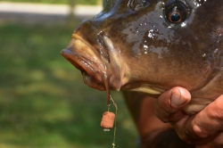 Вафтерсы Dynamite Baits The Source Wafters Dumbells 15mm 15мм банка