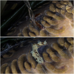 Аптечка карповая Korda Carp Care Kit Набор