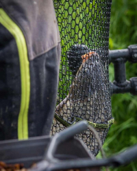 Голова подсака Matrix Carp Scoop Net S 45 x 35cm 1шт