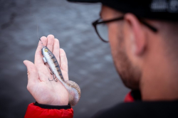 Силиконовая приманка Rage Pro Grub Loaded Ultra Realistic Roach 16cm 6.3" 35g 1шт