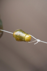 Бусина быстросъемная Korum Smokescreen Quick Change Beads Large