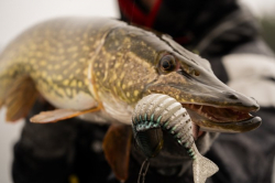 Силіконова приманка Rage Jointed Replicant Silver Halo