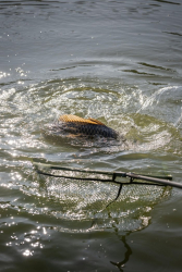 Голова підсаку Korum Full Metal Speci Square Latex 26 50cm