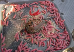 Годівниця Korum Camo Grub Feeder 30g 1шт 