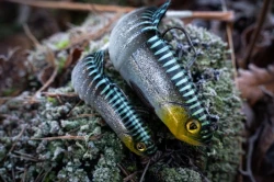 Силиконовая приманка Rage Jointed Replicant Slick Scale 18cm / 7inch 80g